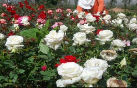 Berikut Sederet Manfaat Bunga Mawar Untuk Kesehatan Selamat Bagi Yang Menanam