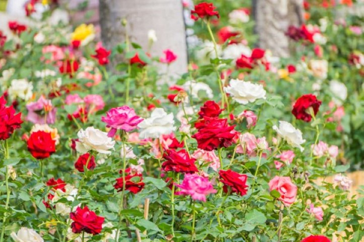 Berikut Sederet Manfaat Bunga Mawar Untuk Kesehatan Selamat Bagi Yang Menanam